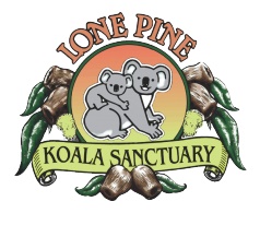 Lone Pine Koala